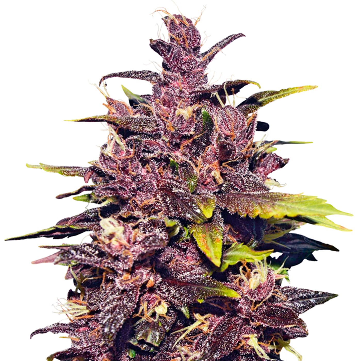 Granddaddy Purple aka Grand Daddy Purp, Granddaddy Purple Kush, Granddaddy  Purps, GDP Marijuana Strain Information - Leafly