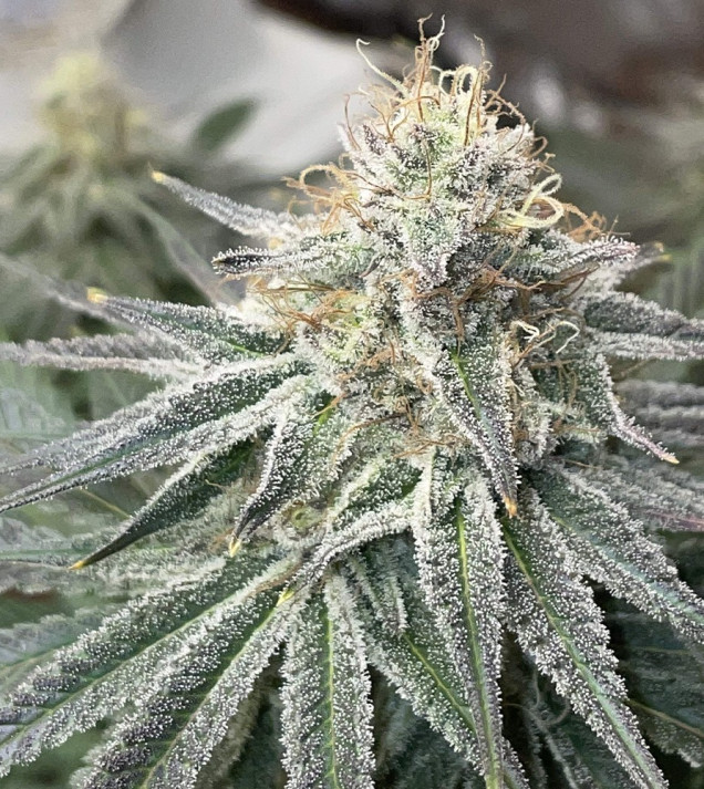 Critical