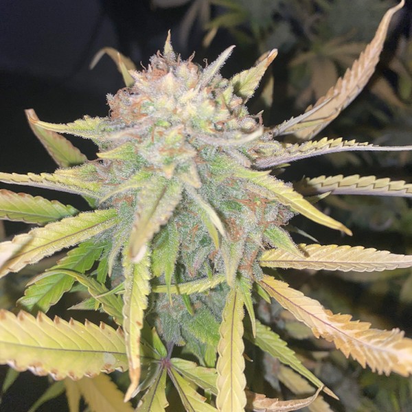 Venta de Girl Scout Cookies Auto (Auto Seeds)