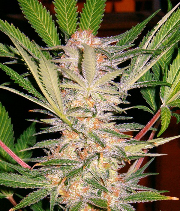 S.A.D. Sweet Afghani Delicious S1