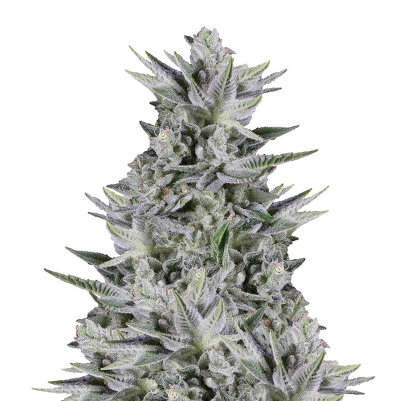 Girl Scout Cookies Feminized