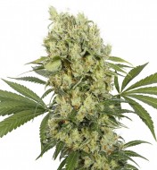 Syrup Autofloreciente Feminizada, Buddha Seeds