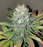 Northern Lights X Skunk - feminized marijuana seeds, 5pcs G13 Labs