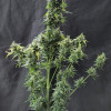 Cheese XL Auto