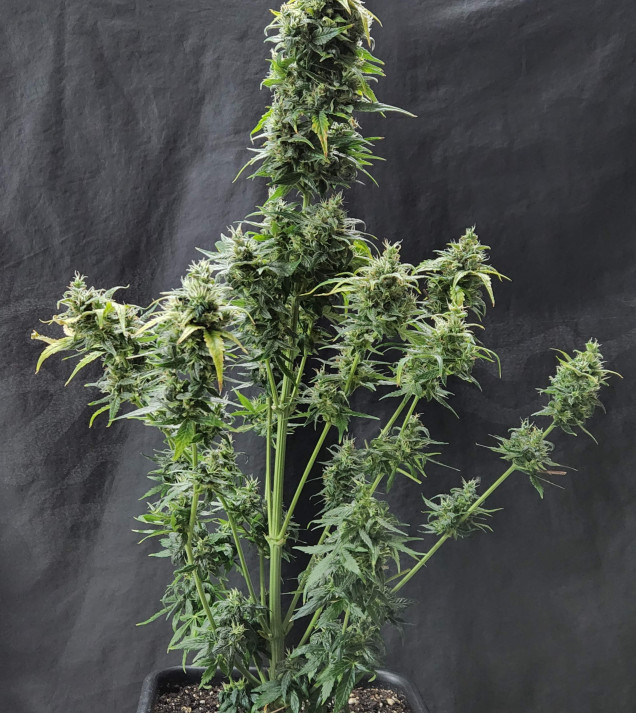 Cheese XL Auto