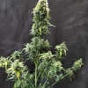 Cheese XL Auto