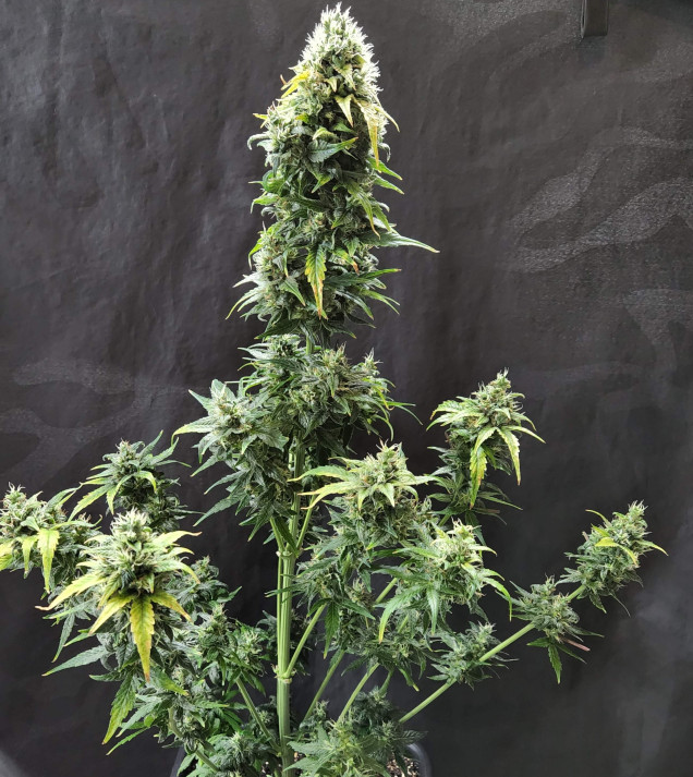 Cheese XL Auto