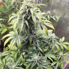 Cheese XL Auto