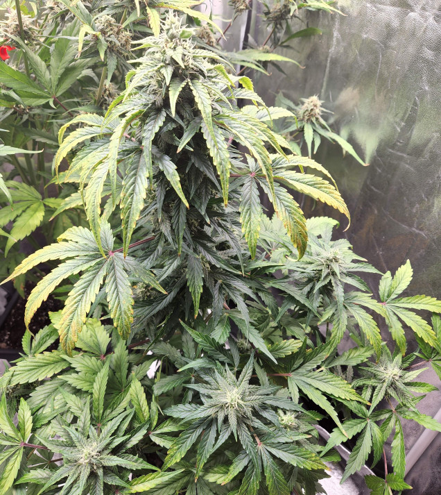 Cheese XL Auto