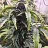Cheese XL Auto