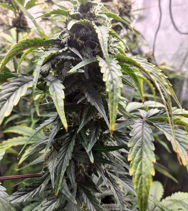 Cheese XL Auto