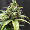 Cheese XL Auto