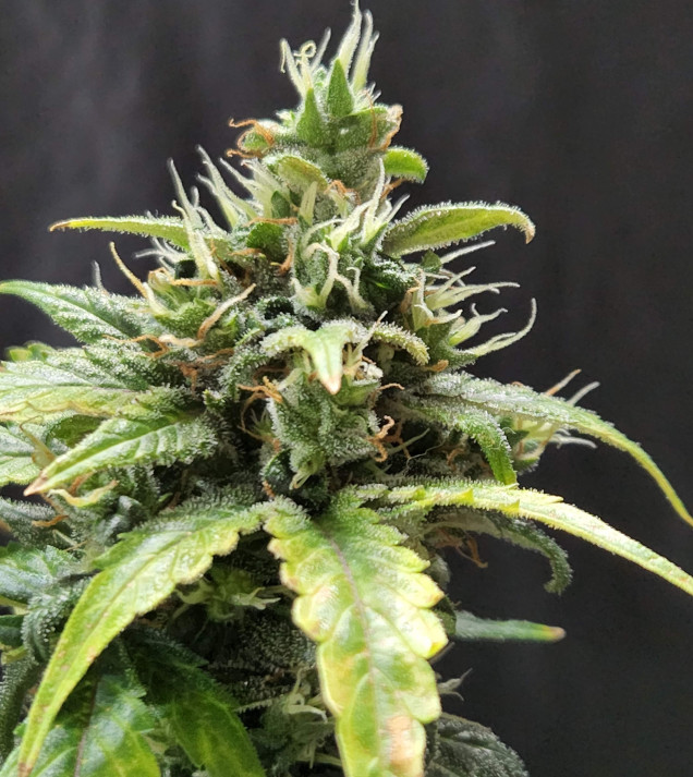 Cheese XL Auto