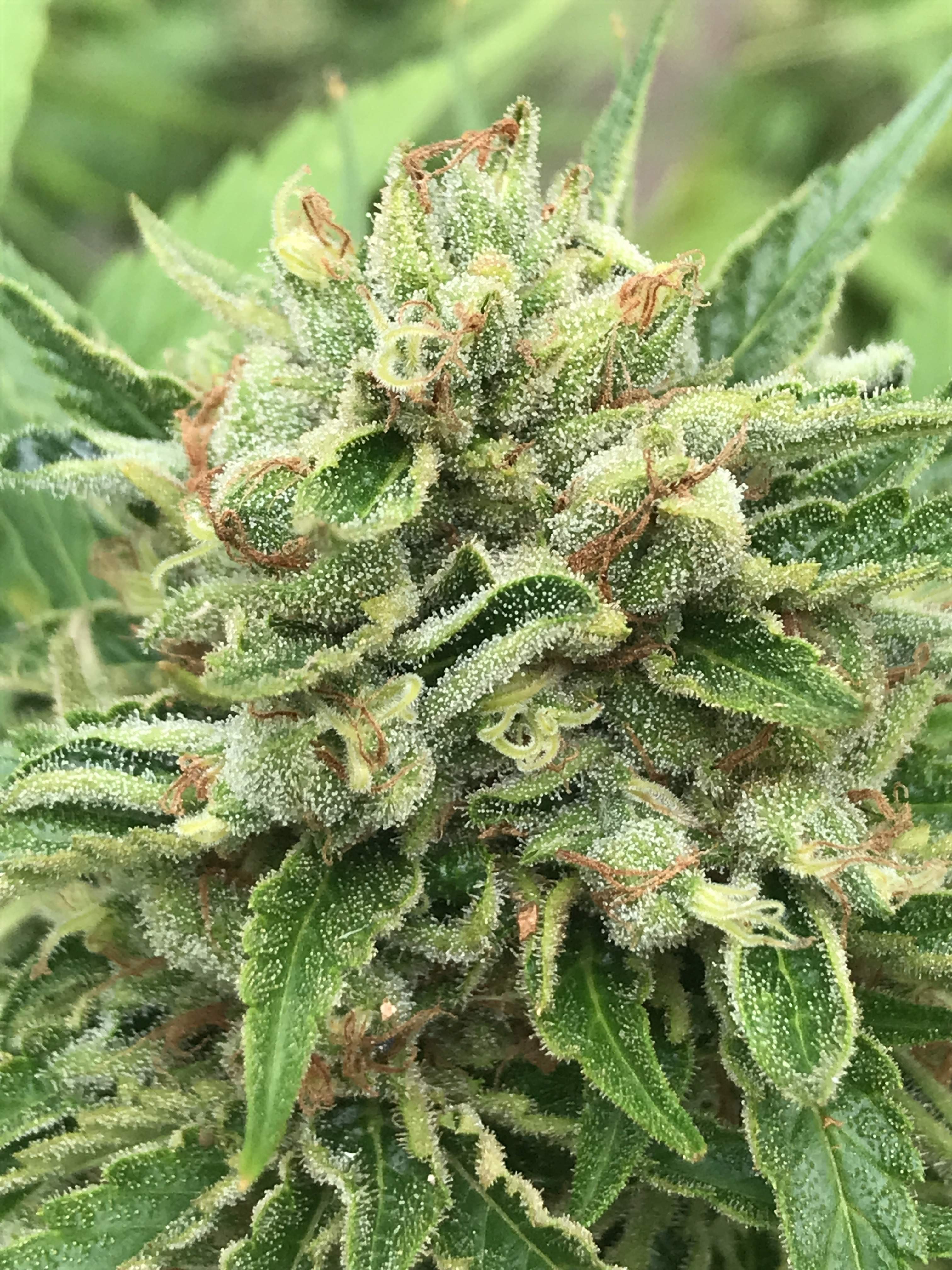 Gorilla Gelato Seeds - Ganja Farmer Seeds - buy at Ganja Farmer Seedshop