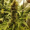 Mandarine XL Auto