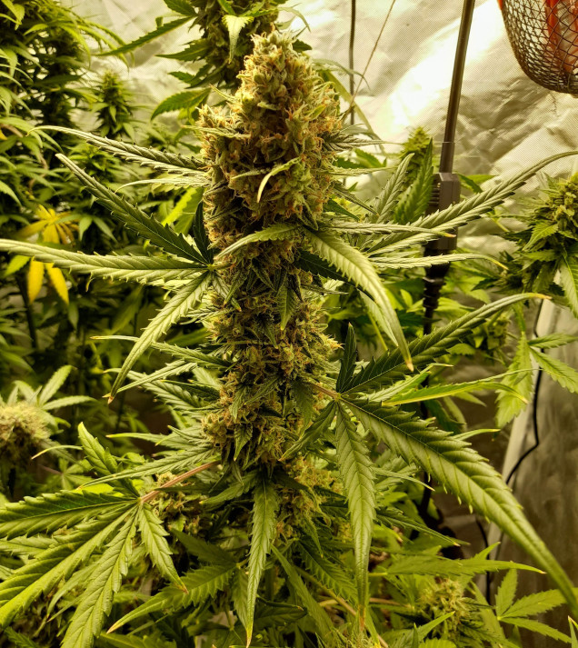 Mandarine XL Auto