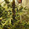 Mandarine XL Auto