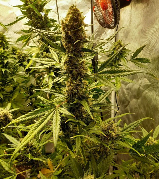 Mandarine XL Auto