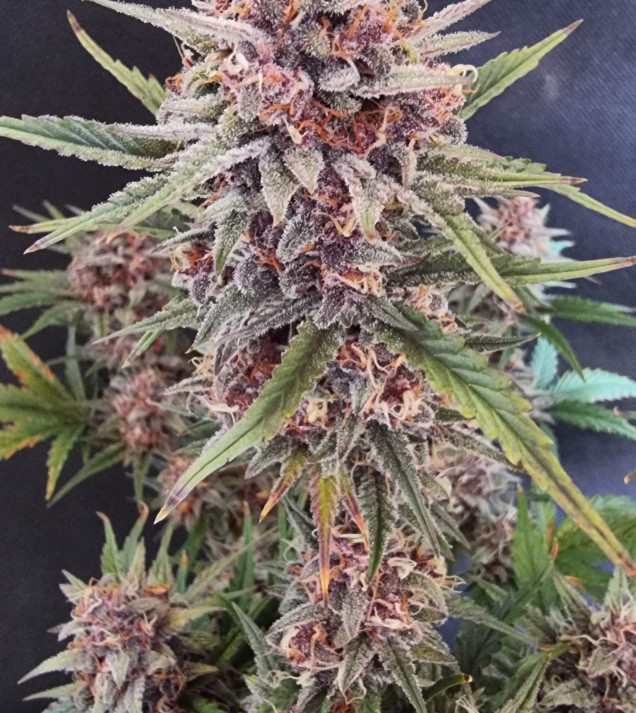 Purple OG Punch Auto