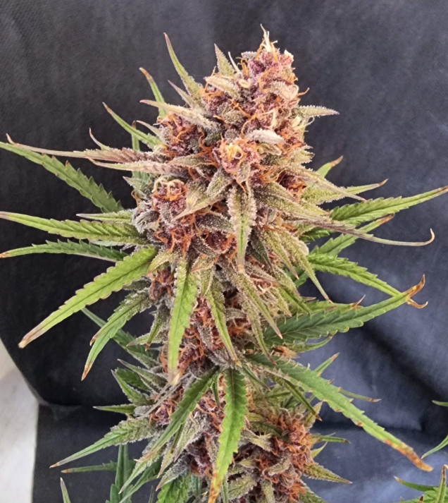 Purple OG Punch Auto
