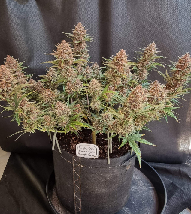 Purple OG Punch Auto