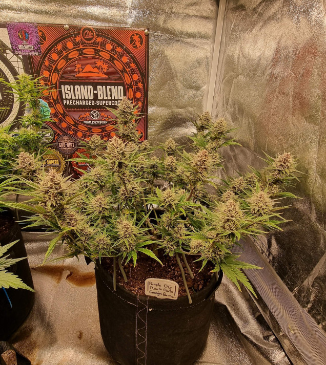 Purple OG Punch Auto