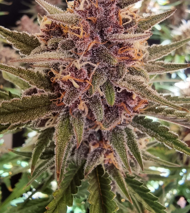 Purple OG Punch Auto