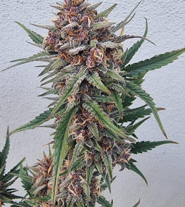 Purple OG Punch Auto