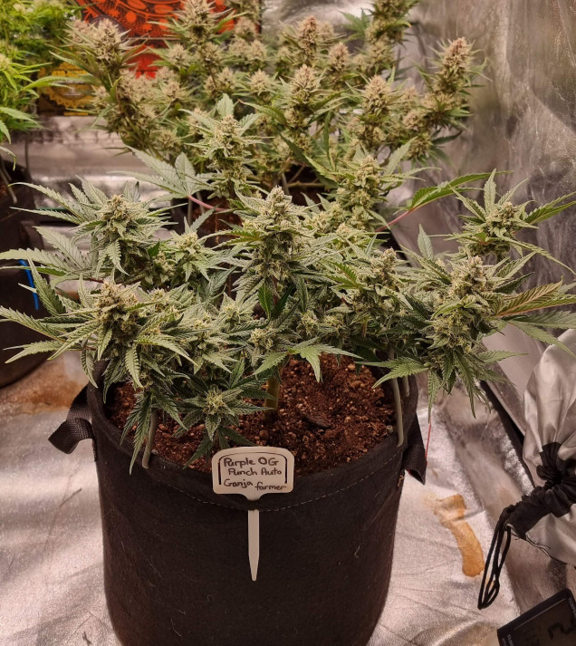 Purple OG Punch Auto