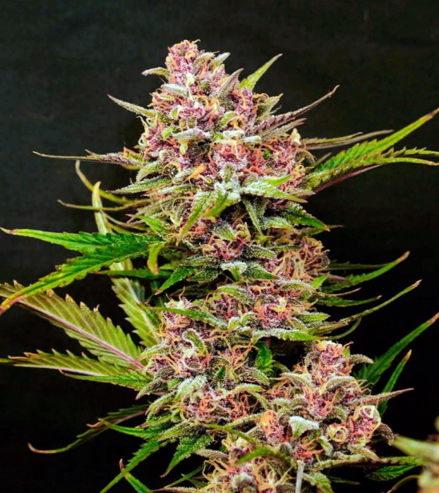 Purple OG Punch Auto