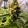 Mandarine XL Auto
