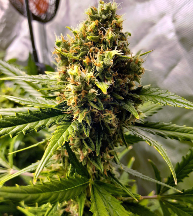 Mandarine XL Auto