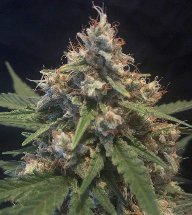 Cali Gelato Auto