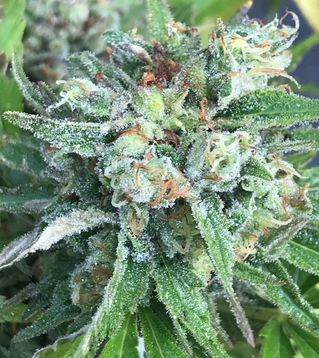 Cheese Fast