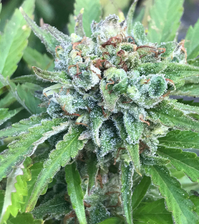 Cheese Fast