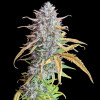 Strawberry Banana Purps Auto