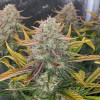 Strawberry Banana Purps Auto