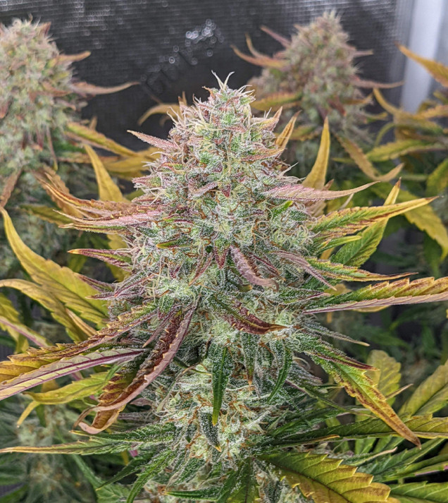 Strawberry Banana Purps Auto