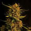 Strawberry Banana Purps Auto