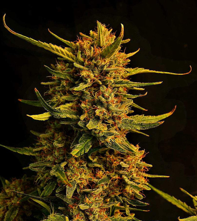 Strawberry Banana Purps Auto