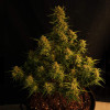 Strawberry Banana Purps Auto