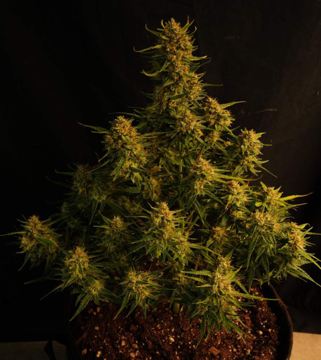 Strawberry Banana Purps Auto