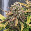 Strawberry Banana Purps Auto