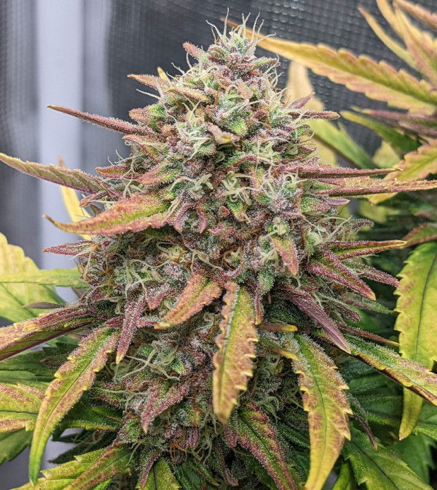 Strawberry Banana Purps Auto