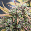 Strawberry Banana Purps Auto