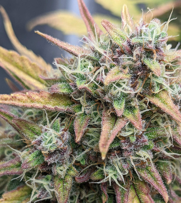 Strawberry Banana Purps Auto