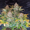 Mandarine XL Auto