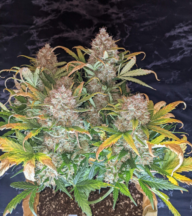 Mandarine XL Auto