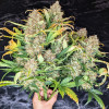 Mandarine XL Auto