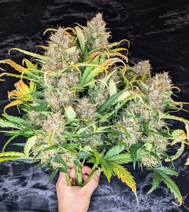 Mandarine XL Auto